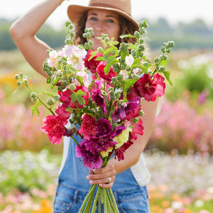 Queeny mix hollyhock vibrant pink ruffled petals with yellow centers.