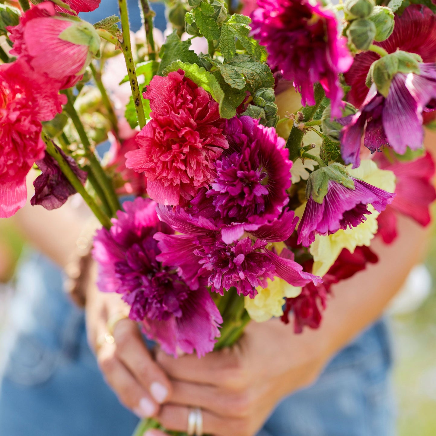 Queeny mix hollyhock pink, fuchsia and purple blooms on a soft blurred background.