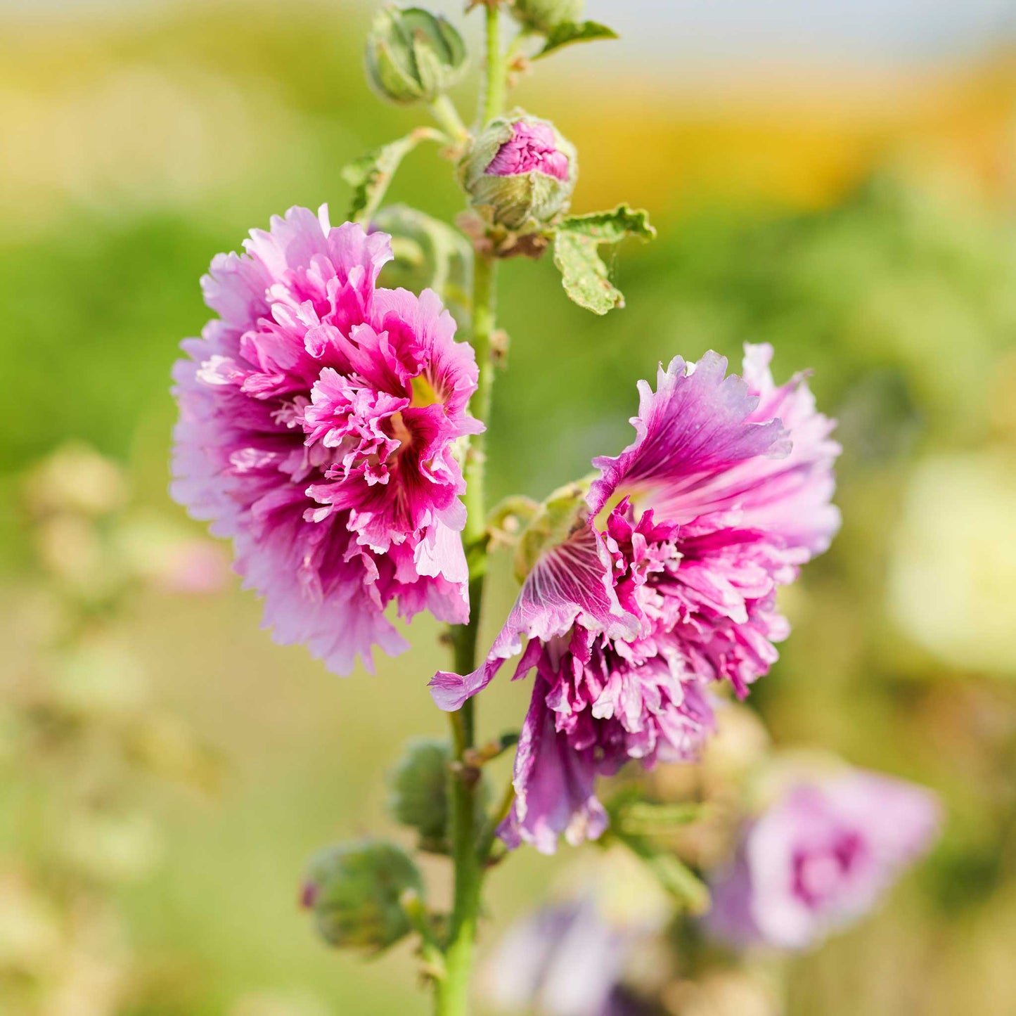 Hollyhock queeny purple vibrant ruffled blooms against a soft out-of-focus background.