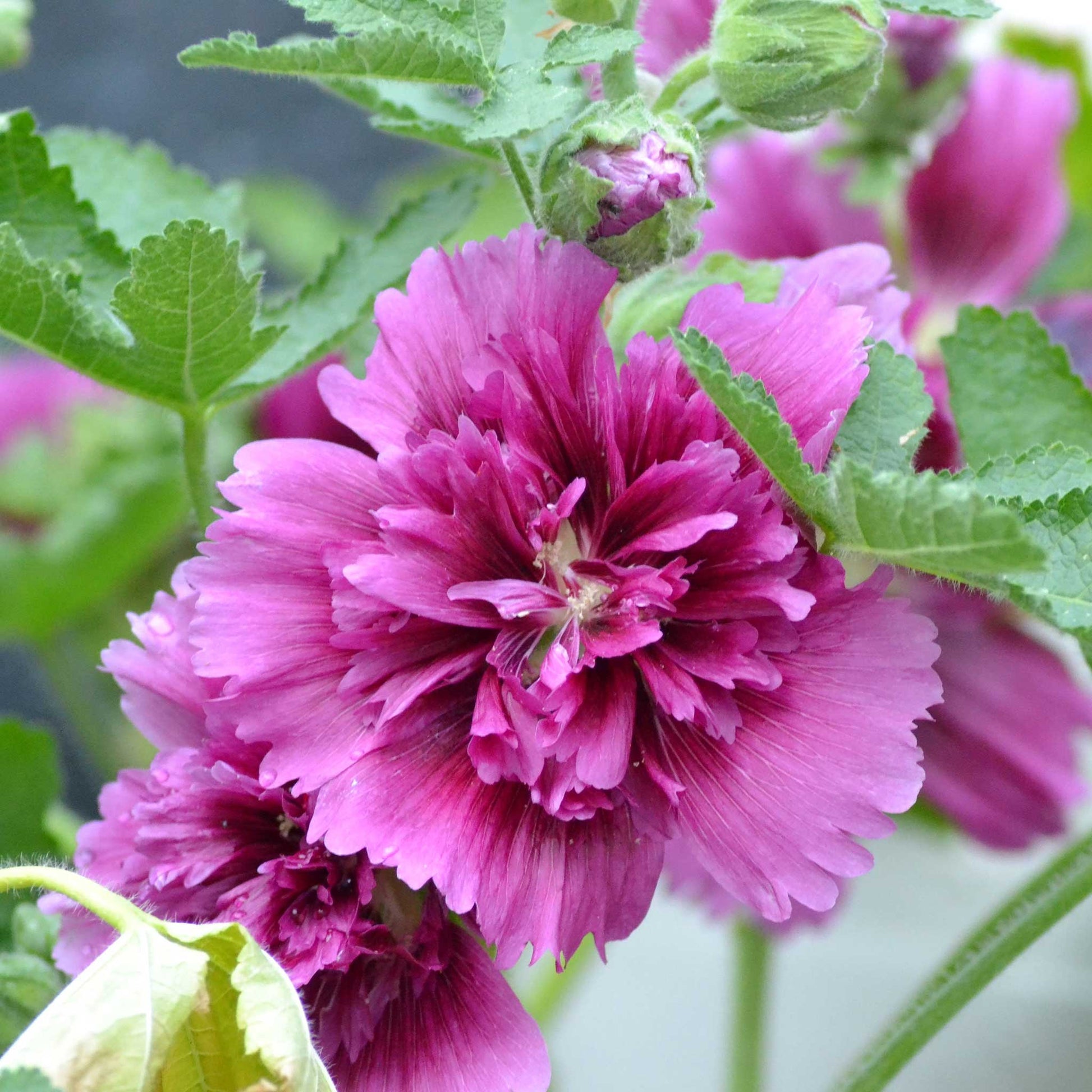 Hollyhock queeny purple close-up ruffled petals on a soft blurred background.