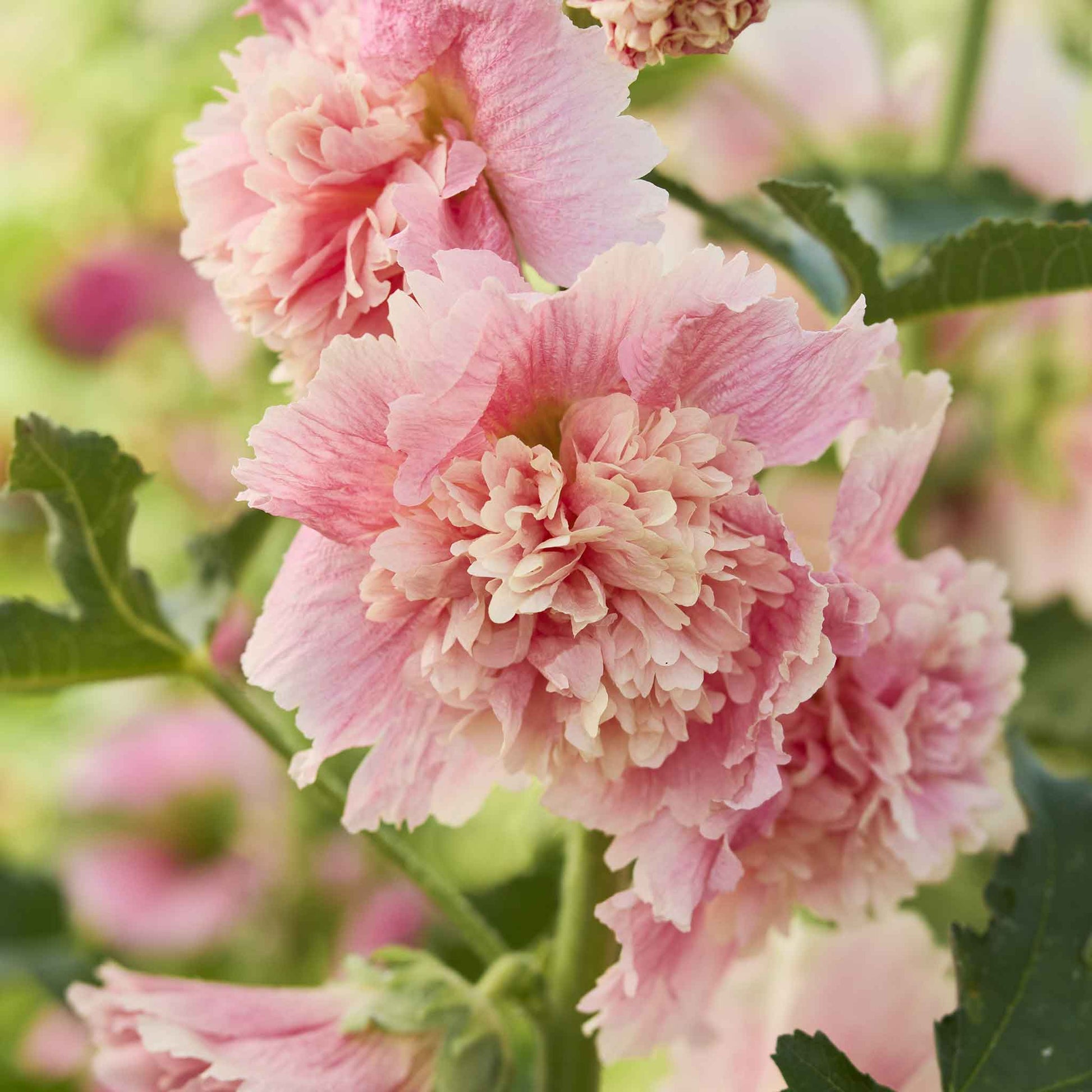 Hollyhock summer carnival appleblossom pale pink and white blooms with green foliage.