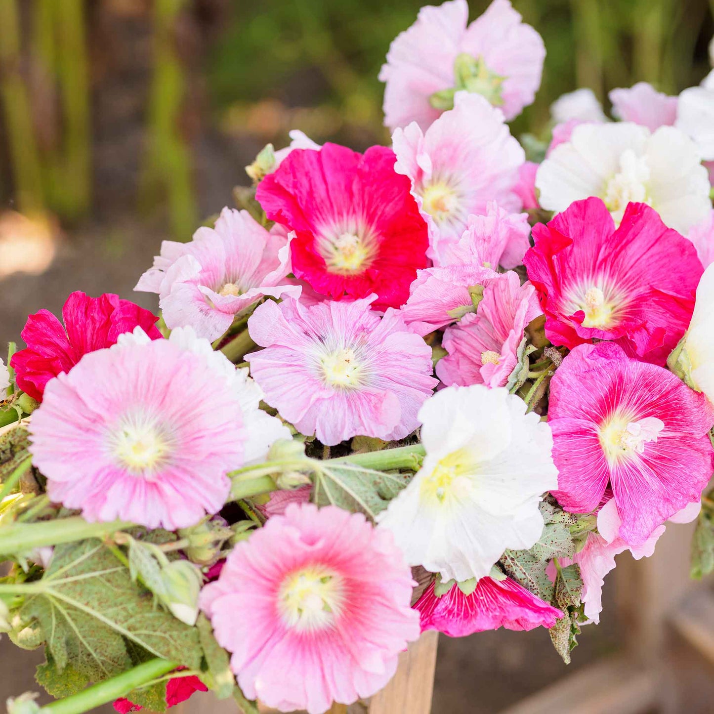 Hollyhock summer carnival mix pink, yellow and red blooms on a bright sunny day.