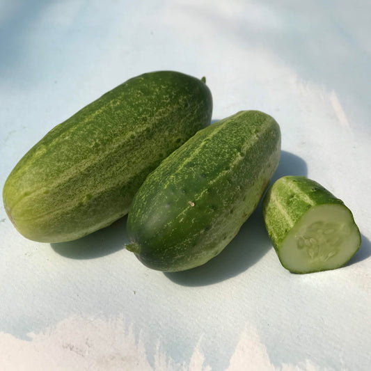 Homemade Pickles Cucumber Seedlings – live vegetables seedling