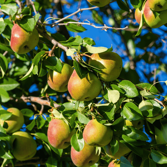 Honeysweet Pear Tree – fruit tree