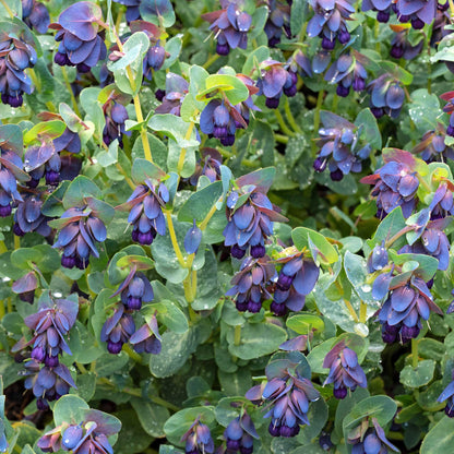 Honeywort purple vibrant blooms with delicate green foliage on a leafy background.