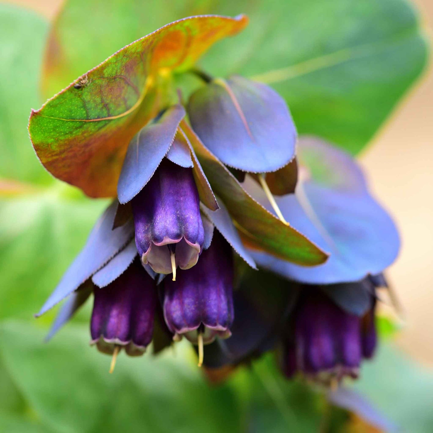 Honeywort purple cluster of bell-shaped blooms with green stems on a blurred backdrop.