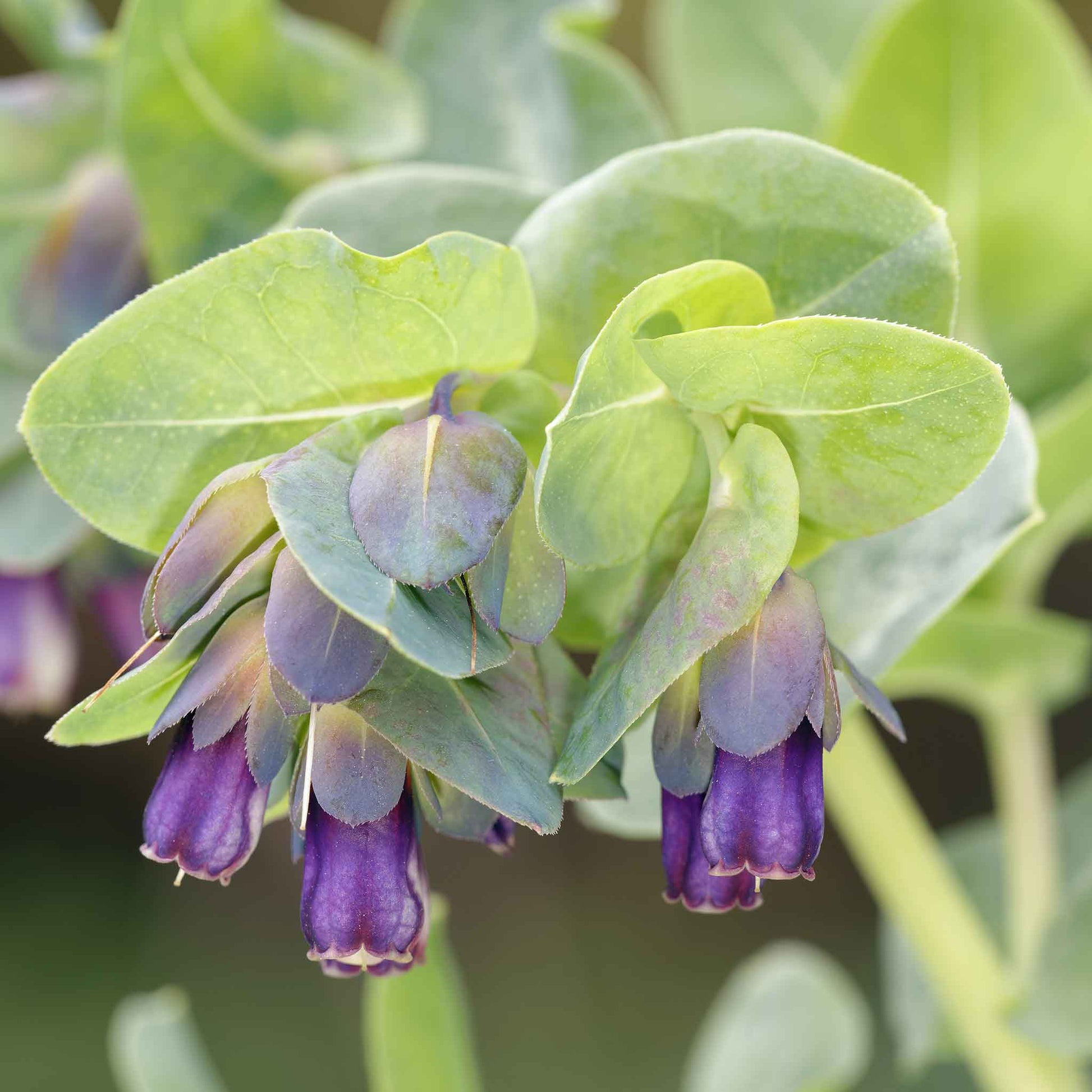 Honeywort purple bell-shaped flowers with bright green leaves on a soft green backdrop.