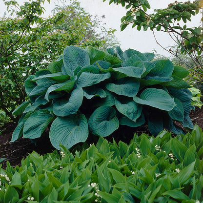 A vibrant blue hosta plant with large, heart-shaped leaves is shown in a lush garden setting.
