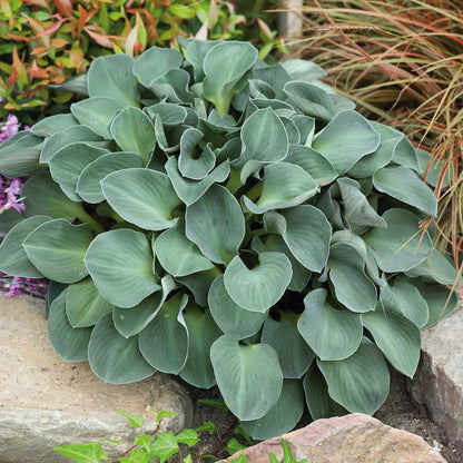 A close-up of vibrant blue mouse ears hosta leaves with a distinct blue-gray hue and a textured, rippled surface.