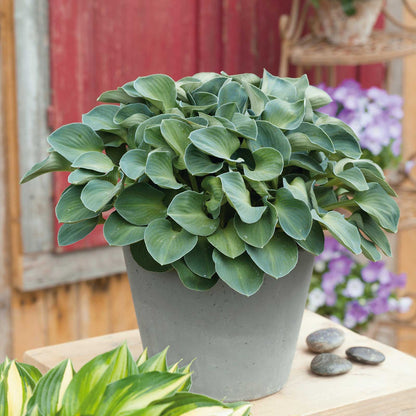 A close-up of vibrant blue mouse ears hosta leaves with a distinct blue-gray hue and a textured, rippled surface.