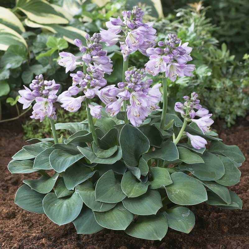 Close-up of a vibrant blue hosta plant, 'Blue Mouse Ears', with thick, rounded leaves.