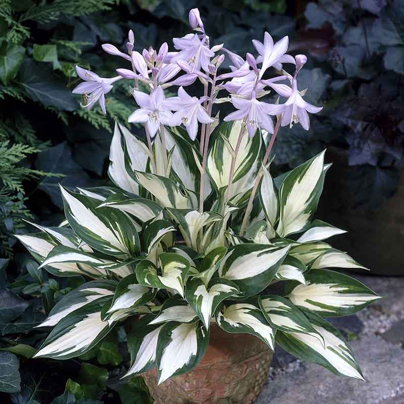 A close-up of a Hosta Fire & Ice plant showcasing its striking white and green leaves and lilac flowers.