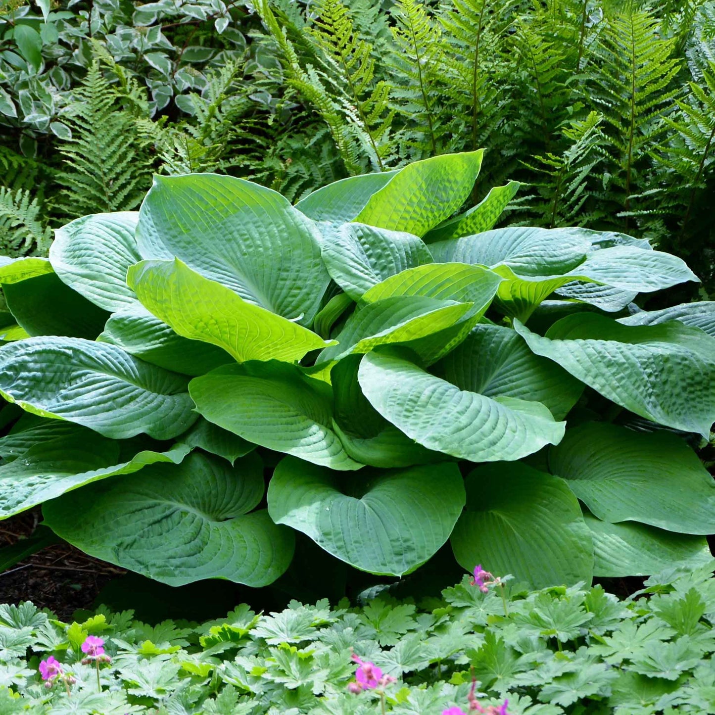 A vibrant jurrasic park hosta plant with large, heart-shaped leaves is shown in a lush garden setting.
