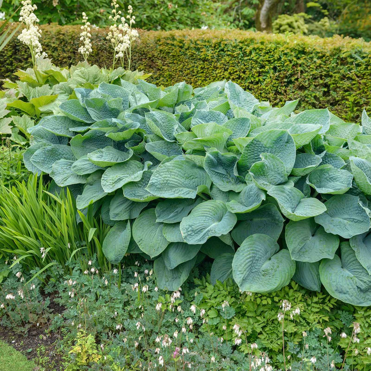 A vibrant giant mix hosta plant variety with large, heart-shaped leaves is shown in a lush garden setting.