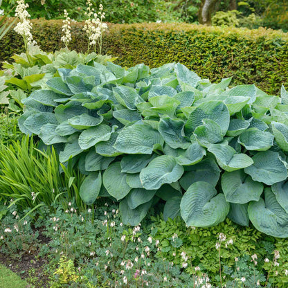 A vibrant giant mix hosta plant variety with large, heart-shaped leaves is shown in a lush garden setting.
