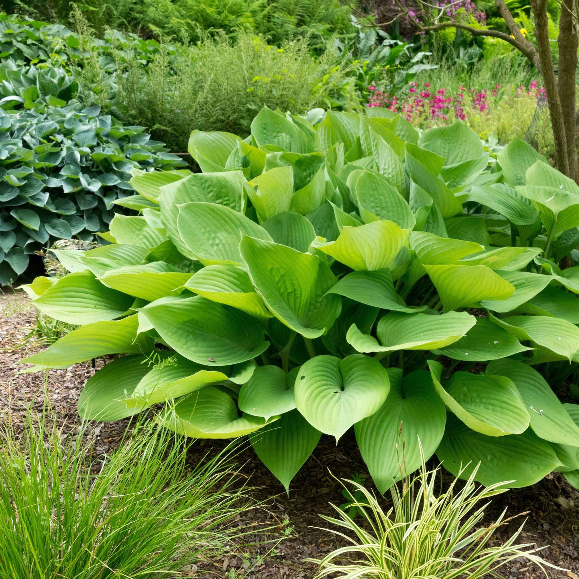 A vibrant giant mix hosta plant variety with large, heart-shaped leaves is shown in a lush garden setting.