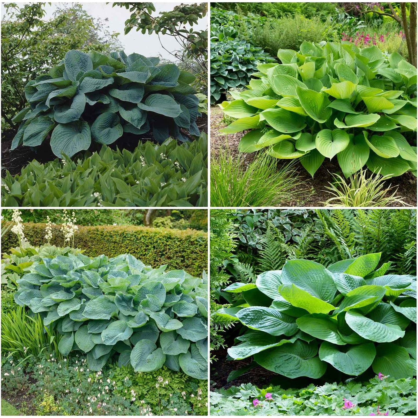 A grid image of the four varieties that make up the Giant Mix Hosta.