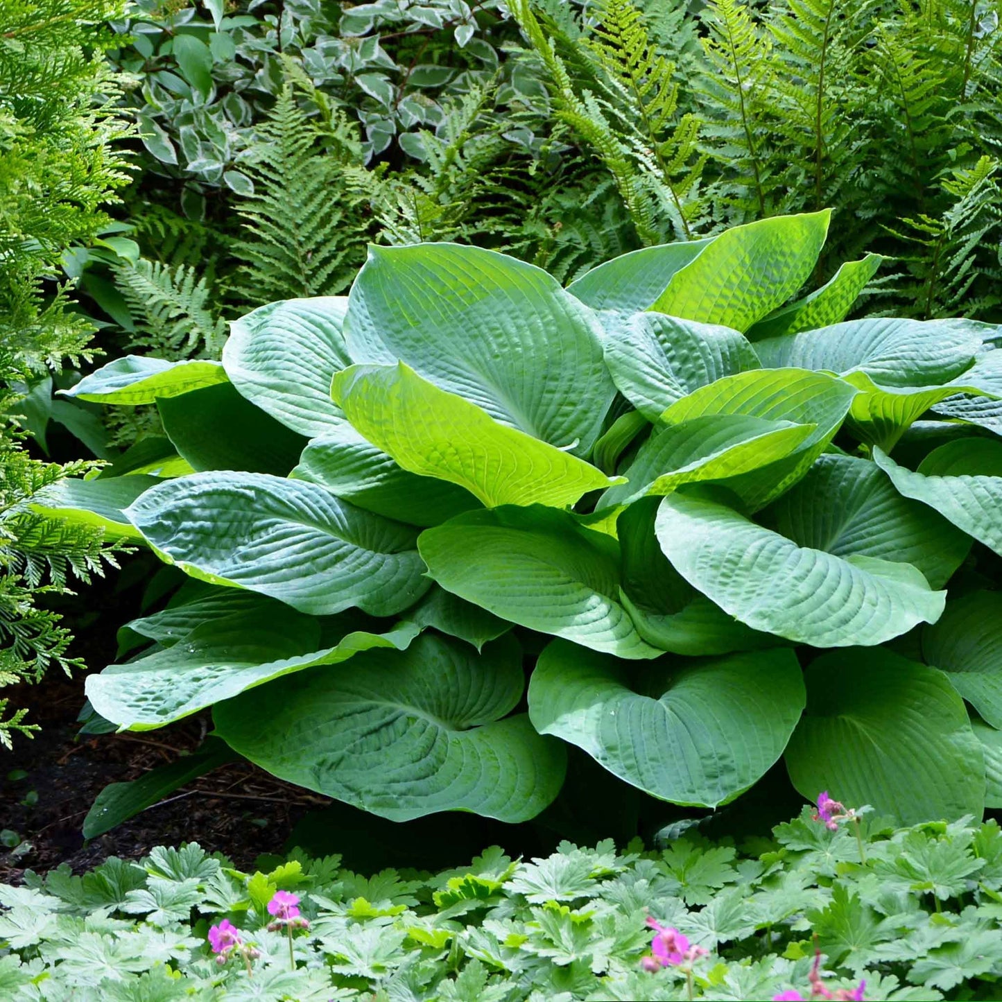 A vibrant jurrasic park hosta plant with large, heart-shaped leaves is shown in a lush garden setting.
