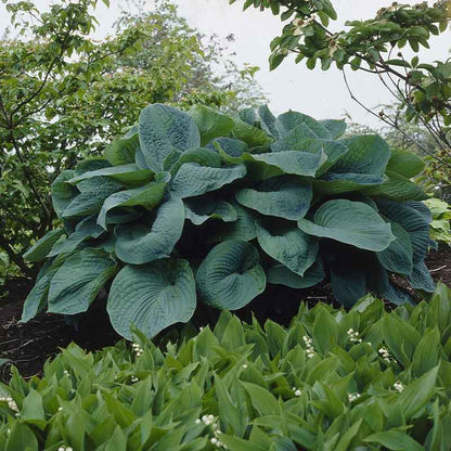 A vibrant giant mix hosta plant variety with large, heart-shaped leaves is shown in a lush garden setting.