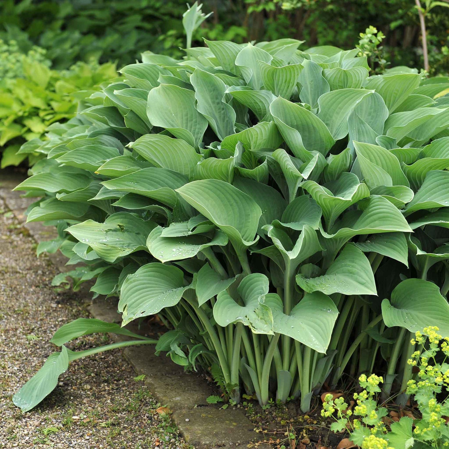 A vibrant Hosta 'Krossa Regal' plant with large, blue-green leaves, perfect for a shady garden spot.