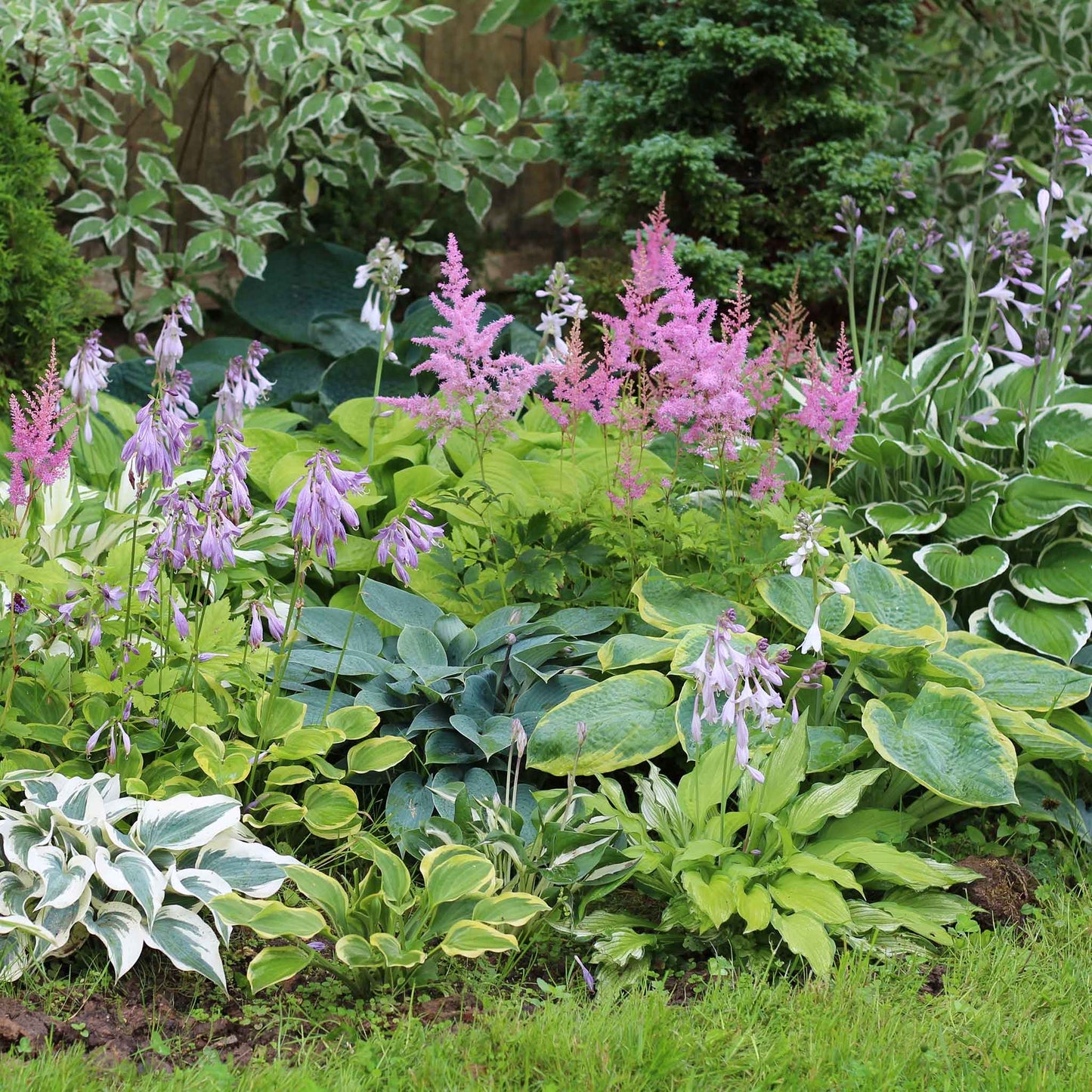 A vibrant close-up of mixed hosta leaves, showcasing a variety of green and variegated patterns.