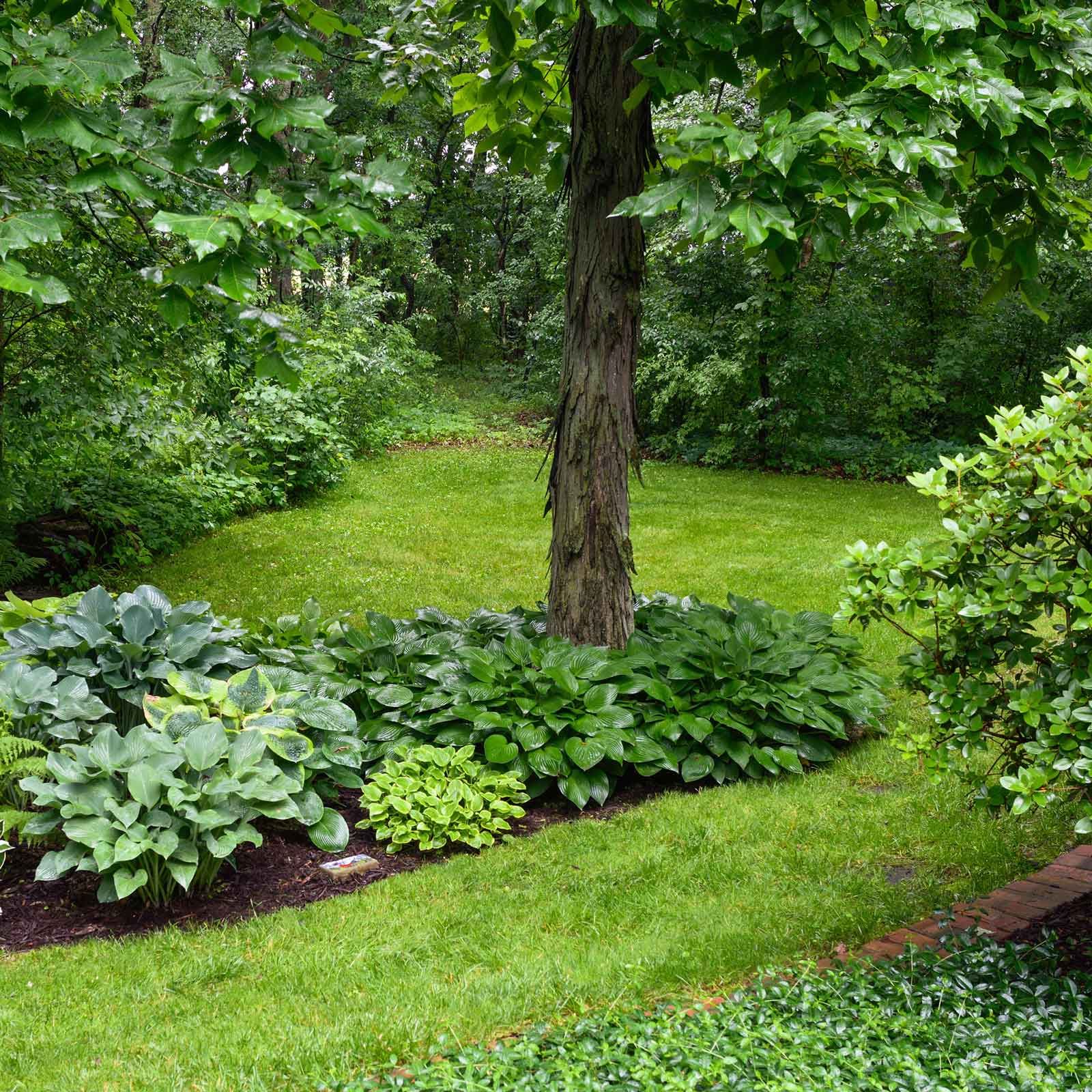 Three lush green hosta plants in varying shades of green, with one having prominent veins.