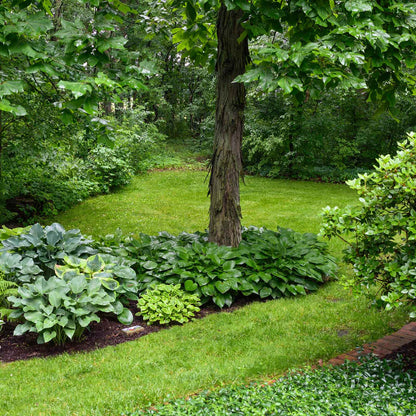Three lush green hosta plants in varying shades of green, with one having prominent veins.