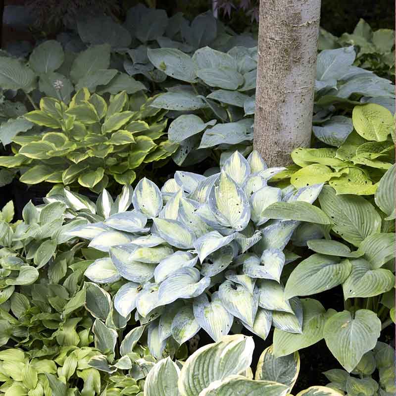 A lush, vibrant mix of green and variegated hosta leaves, showcasing diverse shapes and textures.