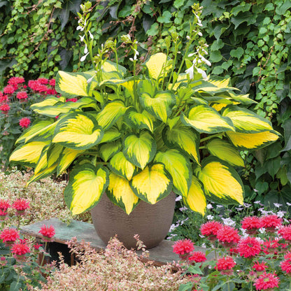 A close-up of a Hosta 'Orange Marmalade' plant with vibrant green leaves and a fiery orange center.