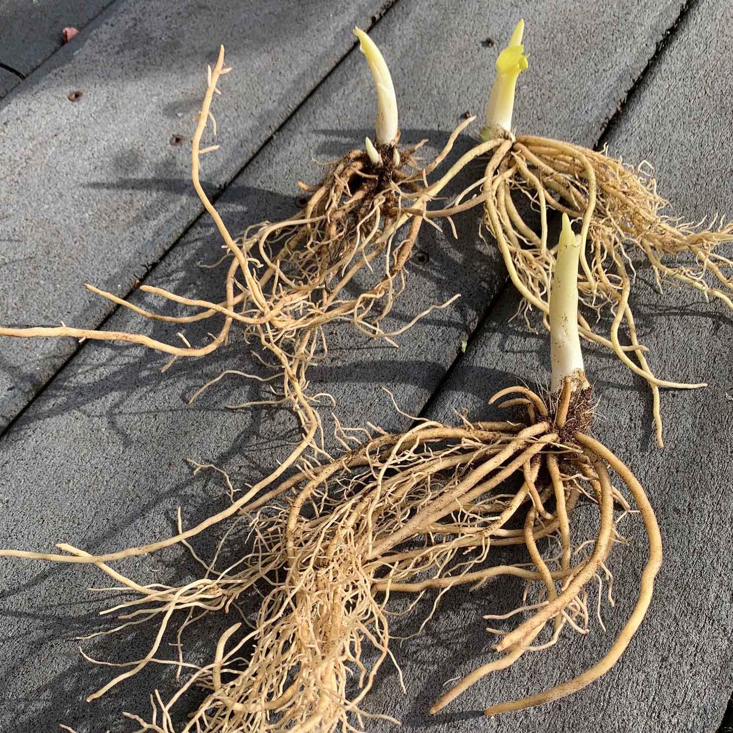 Close-up of a Hosta root with many light-colored roots extending from the main rhizome.