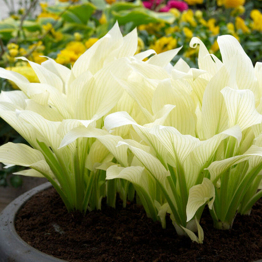 A close-up shot of the "White Feather" Hosta's delicate white leaves, with subtle green veining.