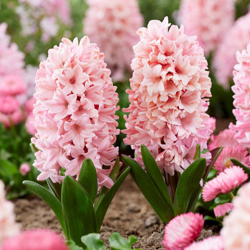 A close-up shot of apricot passion hyacinth flowers, showcasing their delicate petals and vibrant colors.