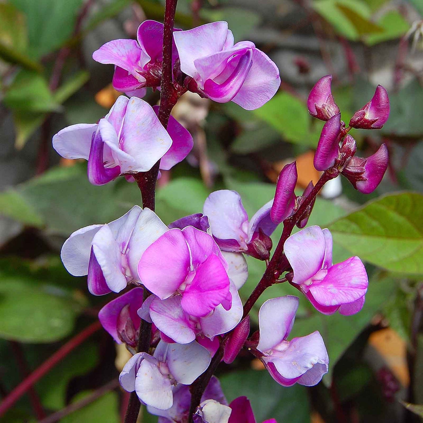 Hyacinth bean vibrant purple and pink blooms on a vine against a dark green background.
