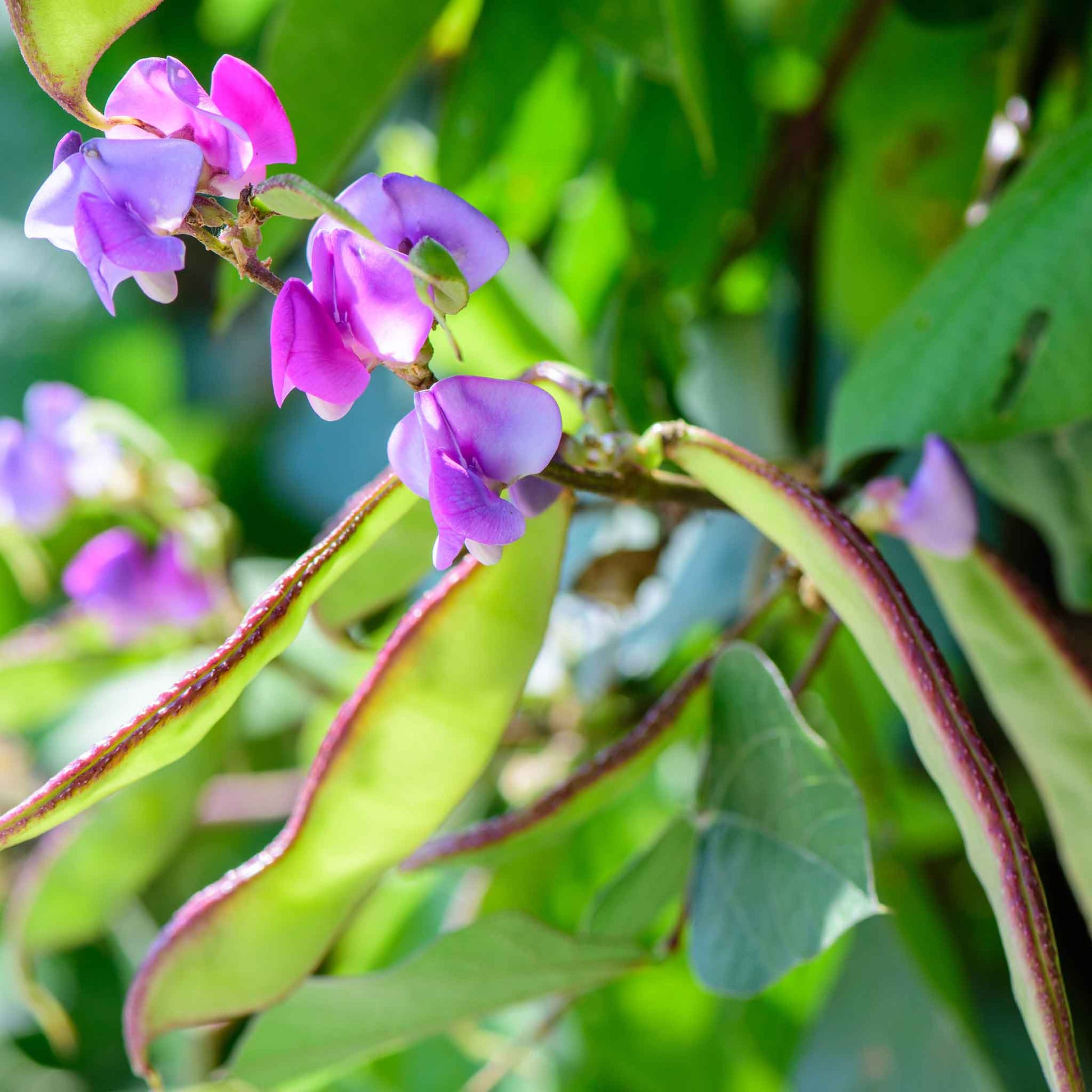Hyacinth bean purple and green pods hanging from a vine with a bright green backdrop.