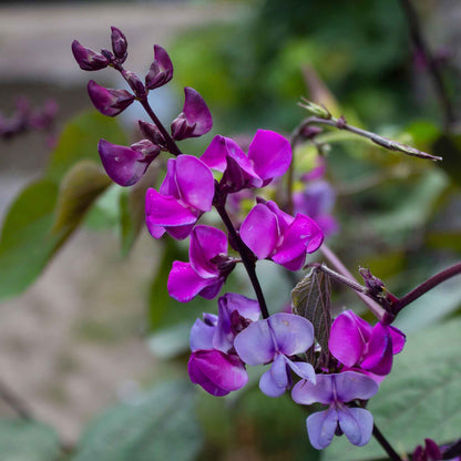Hyacinth bean vivid purple blooms on a plant with green leaves in a garden setting.