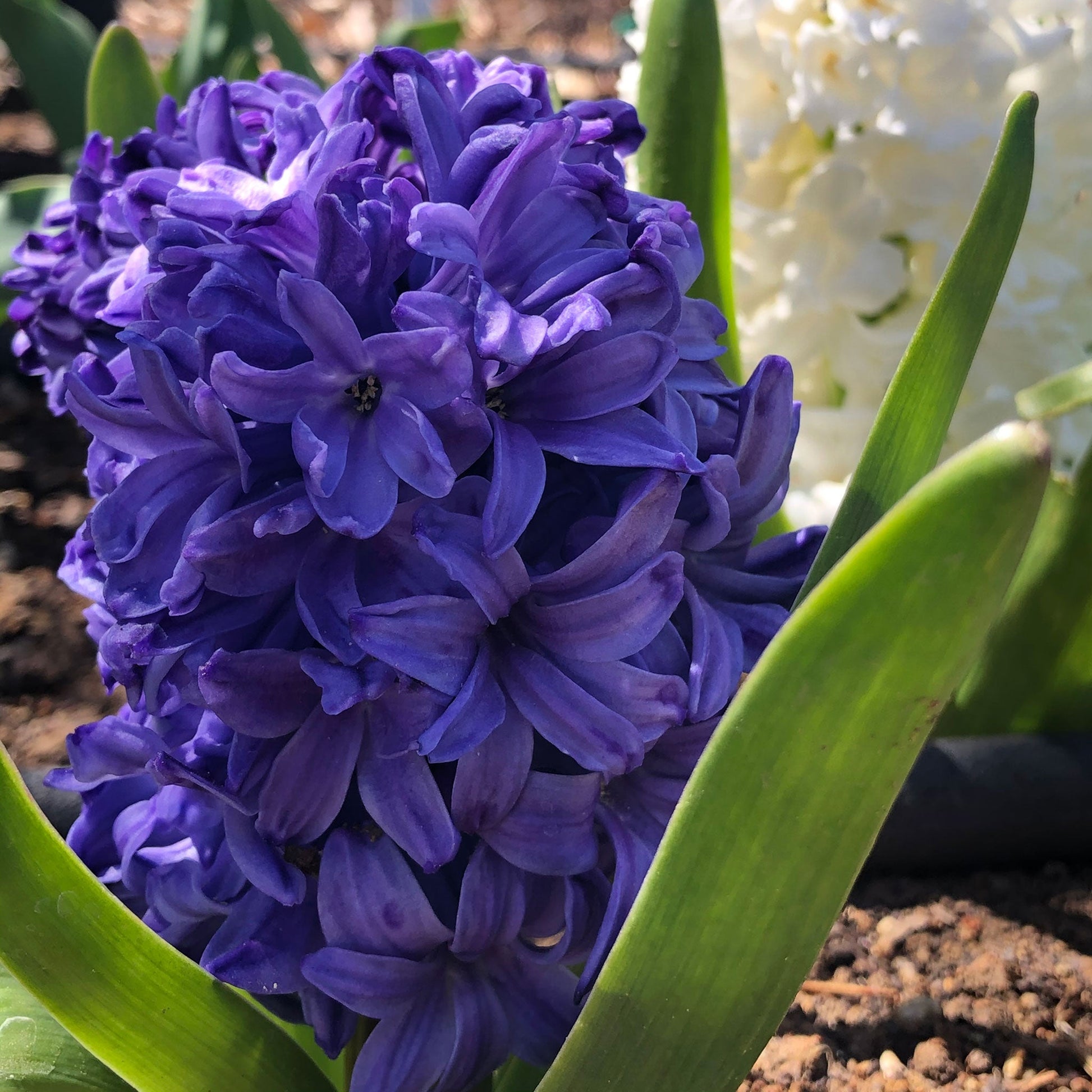 A close-up shot of blue mix hyacinth flowers, showcasing their delicate petals and vibrant colors.