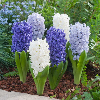 A close-up shot of a cluster of vibrant blue mix hyacinth flowers with lush green leaves. | copyright: Floramedia UK Ltd