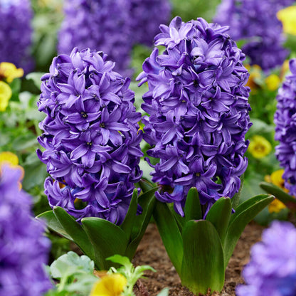 A close-up shot of blue trophy hyacinth flowers, showcasing their delicate petals and vibrant colors.