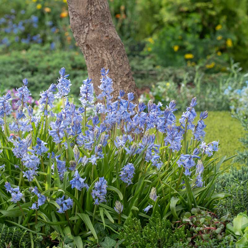 Vibrant blue wood hyacinths in full bloom, showcasing their delicate bell-shaped flowers. | copyright: Floramedia UK Ltd