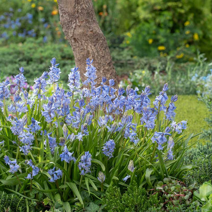 Vibrant blue wood hyacinths in full bloom, showcasing their delicate bell-shaped flowers. | copyright: Floramedia UK Ltd