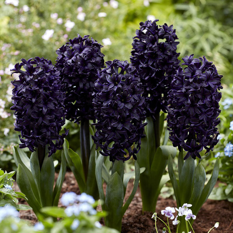 A close-up shot of dark dimensions hyacinth flowers, showcasing their delicate petals and vibrant colors.