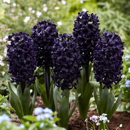 A close-up shot of dark dimensions hyacinth flowers, showcasing their delicate petals and vibrant colors.