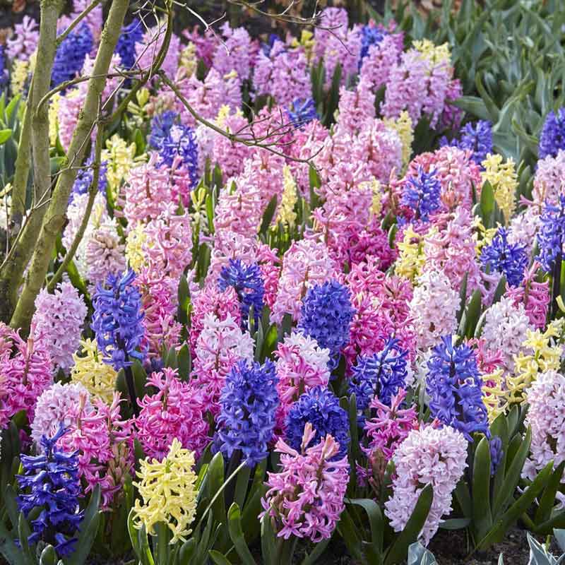 A vibrant mix of purple, pink, and white hyacinth flowers blooming in a garden, seen up close.