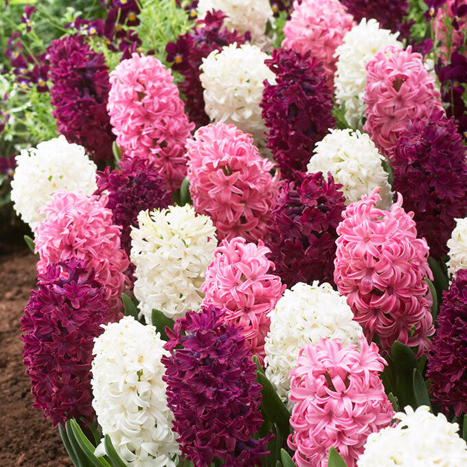 A close-up shot of a cluster of vibrant pink mix hyacinth flowers with lush green leaves.