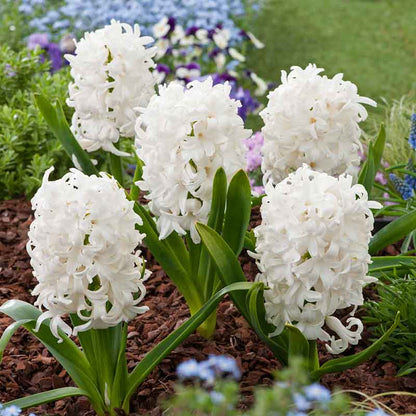 A close-up shot of a white hyacinth flower, showing its tightly packed florets and delicate petals. | copyright: Floramedia UK Ltd