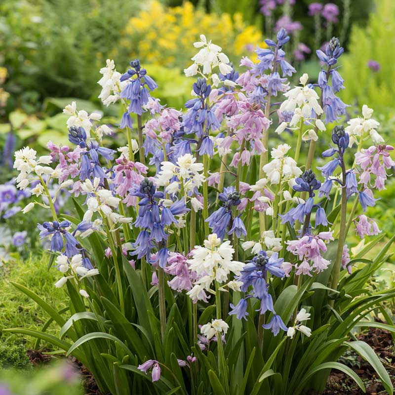 A vibrant mix of wood hyacinth of purple, pink, and white flowers blooming in a garden. | copyright: Floramedia UK Ltd