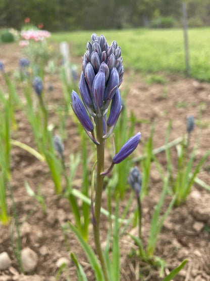 Hyacinthoides hispanica 'Excelsior'