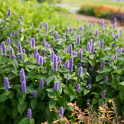 Close-up of vibrant hyssop flowers blooming, showcasing their slender stems and lush green leaves.
