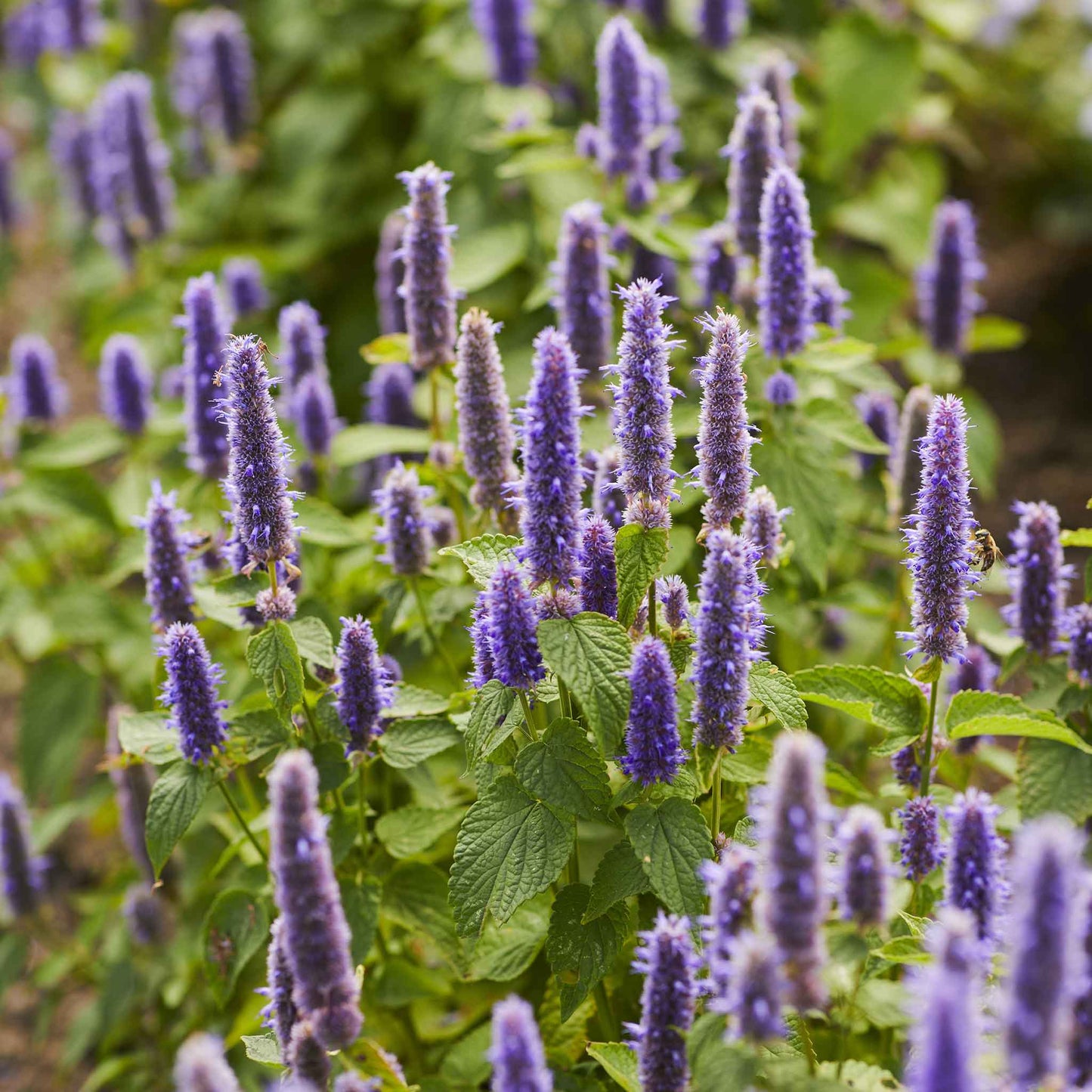 A close-up shot of vibrant purple hyssop flowers blooming on green stems.