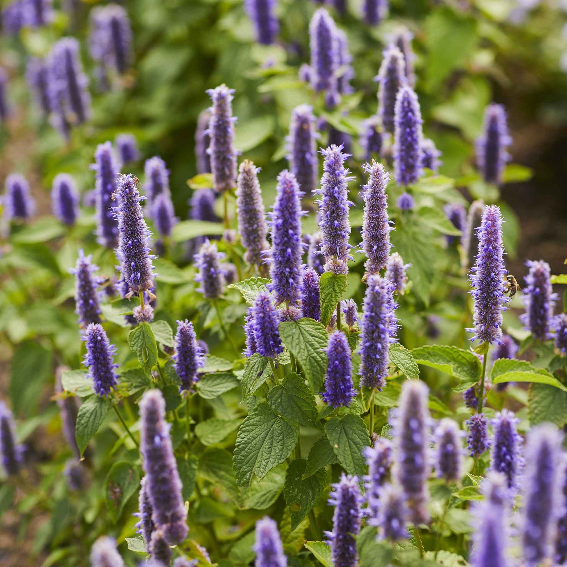 A close-up shot of vibrant purple hyssop flowers blooming on green stems.